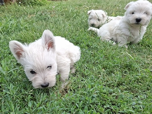 Westie kislányok foglalhatók - kép 4