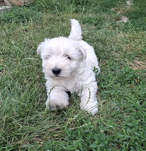 Westie kislányok foglalhatók - kép 3