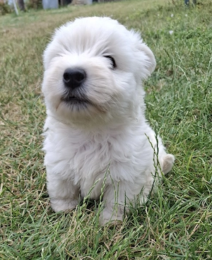 Westie kislányok foglalhatók