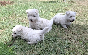 Westie kislányok foglalhatók - kép 5