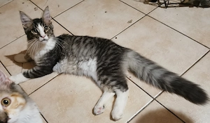 Maine coon cica 