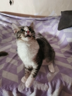 Maine coon cica  - kép 4