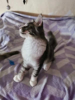 Maine coon cica  - kép 5