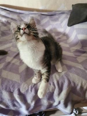 Maine coon cica  - kép 3