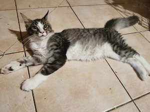 Maine coon cica  - kép 2