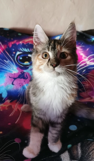 Maine-Coon kislány  - kép 9