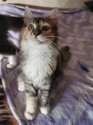 Maine coon kislány cica 5 honapos - kép 2