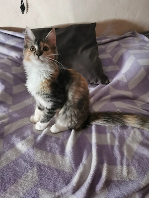 Maine-Coon kislány  - kép 5