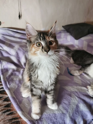 Maine-Coon kislány  - kép 3