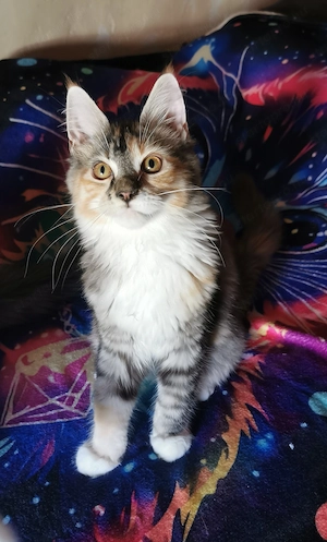 Maine-Coon kislány  - kép 7