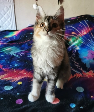 Maine-Coon kislány  - kép 8