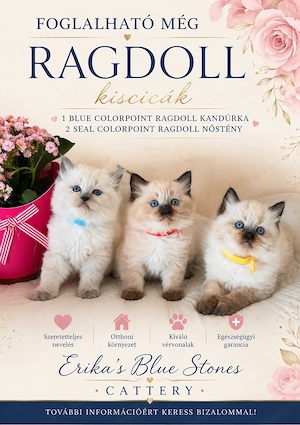 Bajnok szülők Törzskönyves Ragdoll babái