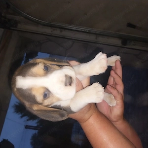 Beagle kicsik - kép 2