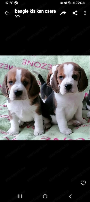 Beagle kicsik - kép 4