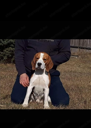 Beagle kicsik - kép 3