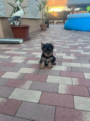 yorkshire terrier kutyusok - kép 3