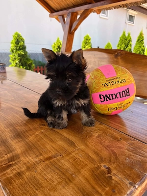 yorkshire terrier kutyusok - kép 2