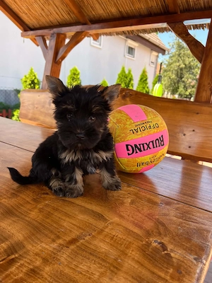 yorkshire terrier kutyusok