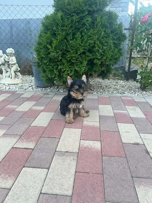 yorkshire terrier kutyusok - kép 4