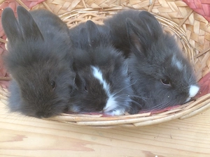 Oroszlánfejű törpenyúl kisnyúl - kép 4