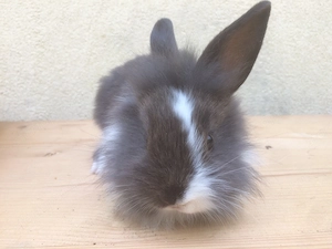 Oroszlánfejű törpenyúl kisnyúl - kép 5