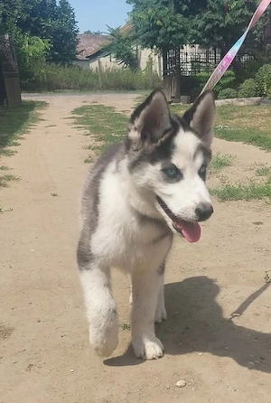 Eredeti husky kutya - kép 2