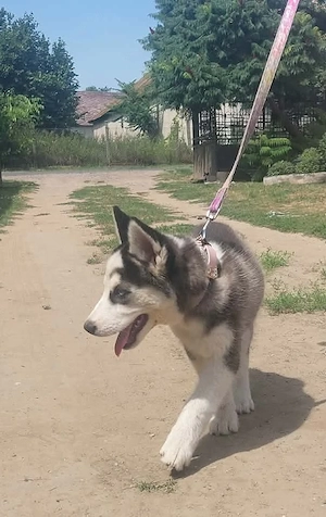 Eredeti husky kutya - kép 3