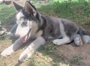 Eredeti husky kutya - kép 4
