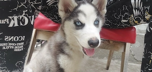 Eredeti husky kutya - kép 5