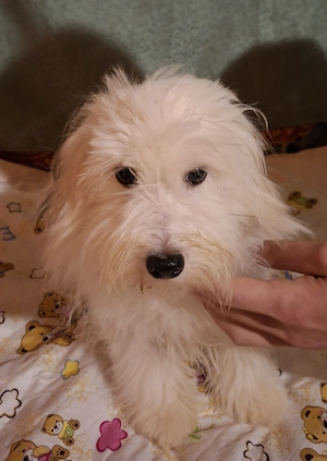 Minőségi  gyönyörű Coton de tulear kislány 