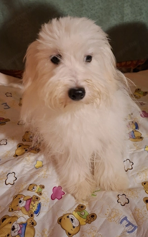 Minőségi  gyönyörű Coton de tulear kislány  - kép 2