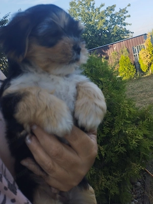 Bichon havanese kisfiú - kép 2