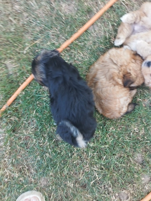 Bichon havanese kisfiú - kép 4