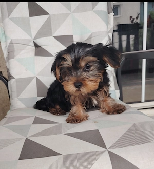 Yorkshire terrier kan kiskutya - kép 2