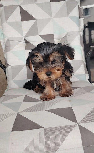Yorkshire terrier kan kiskutya