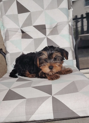 Yorkshire terrier kan kiskutya - kép 3