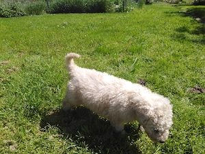 Komondor kölykök - kép 4