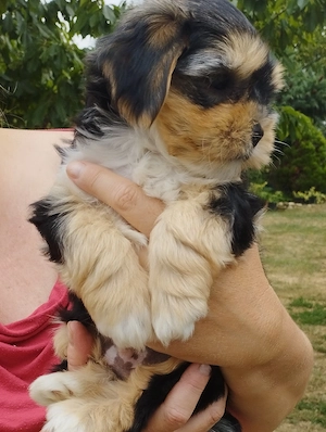 Bichon havanese kiskutya - kép 2