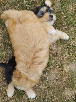 Bichon havanese kisfiú - kép 4