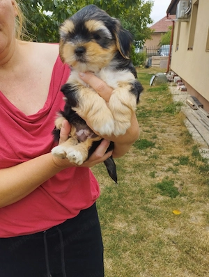 Bichon havanese kisfiú - kép 2