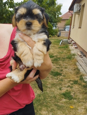 Bichon havanese kisfiú