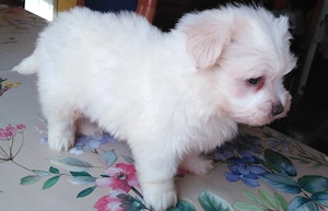 Fehér mini Bichon Havanese - kép 3
