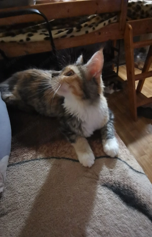 Maine coon kislány cica 5 honapos
