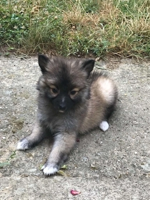Eladók, azonnal elvihetőek,tündéri Spicc, Spitz kiskutyák! Lányok és fiúk. - kép 9