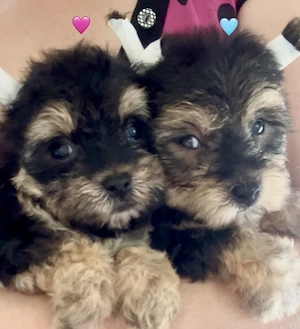 Yorkie kiskutyák eladók!
