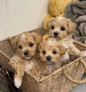 Maltipoo kölykök  - kép 2