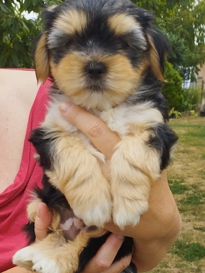 Bichon havanese kiskutya