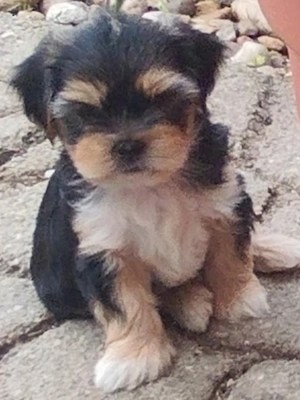 Bichon havanese kiskutya - kép 5