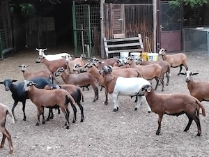 Kameruni birkák eladók - kép 2