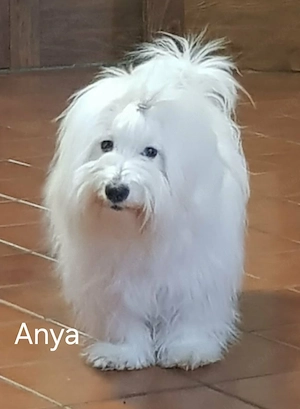 Minőségi  gyönyörű Coton de tulear kislány  - kép 3